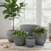 ALMELO Planters GA 172886