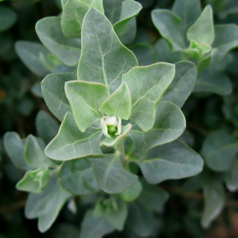 Atriplex halimus (40-50cm Ht)