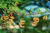 Acacia Tortalis 70-80cm Ht