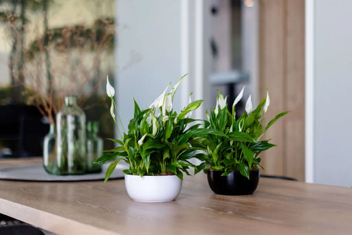 Spathiphyllum 'Sweet Chico'
