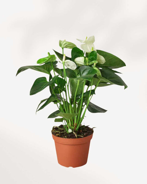 Anthurium