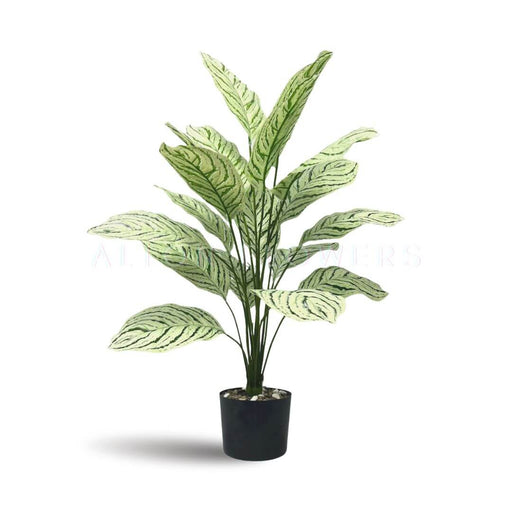 Potted plant with green and white leaves on a white background