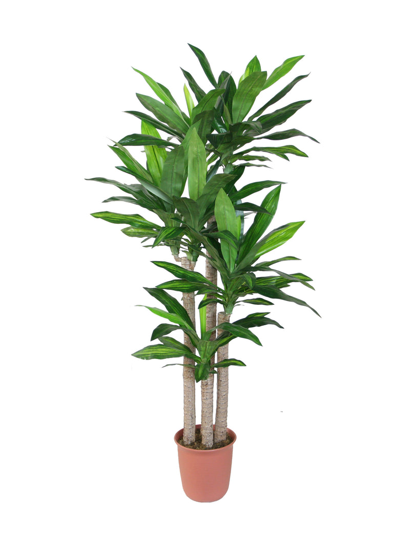 Potted plant with green leaves on a white background