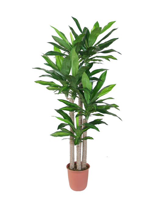 Potted plant with green leaves on a white background