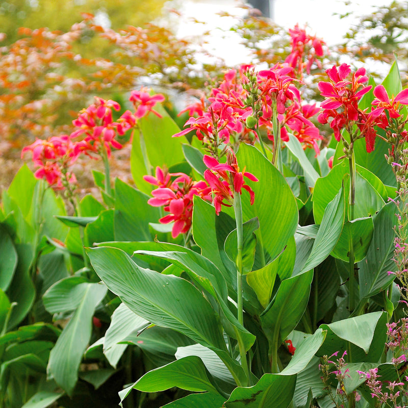 Canna indica "Green Leaf" (ارتفاع 40-50 سم في وعاء 15 سم)