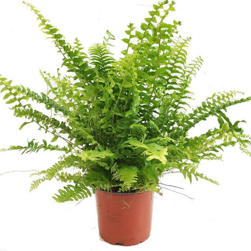 Nephrolepis (Sword Fern)
