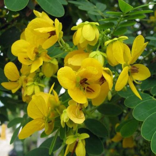 Cassia glauca( 50-70cm Over All Height )