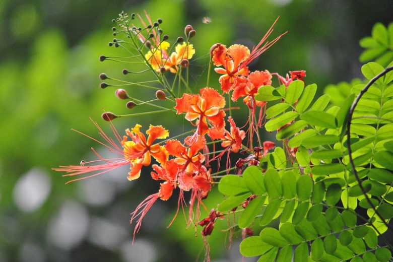 Caesalpinia pulcherrima 40-50cm Ht