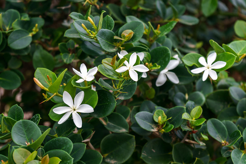 Carissa Grandiflora