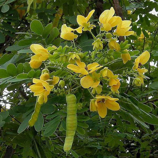 Cassia glauca( 50-70cm Over All Height )