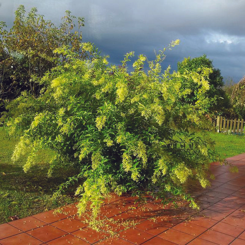 Cestrum nocturnum80 - 100cm Height, 4PP & Bushy
