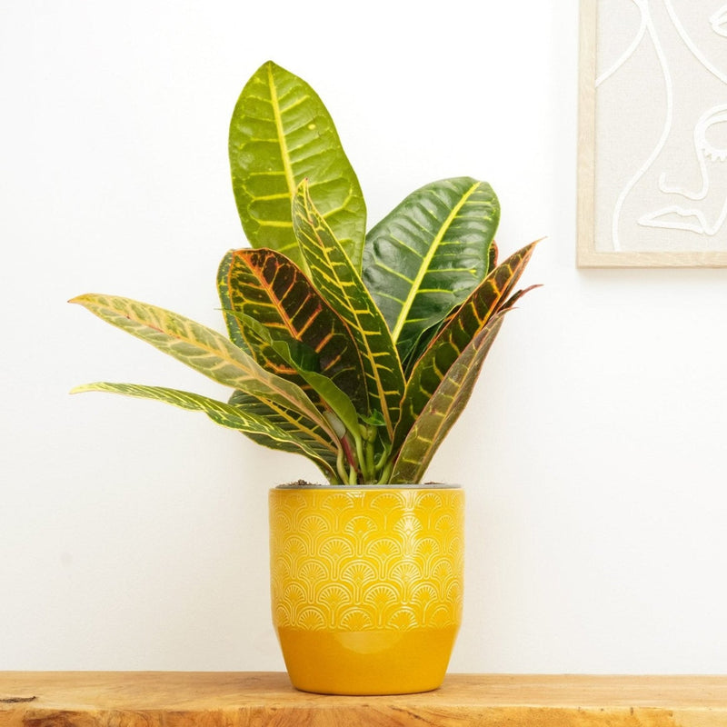 Codiaeum vareigata (Croton) ( 35cm Height , 13cm Pot )