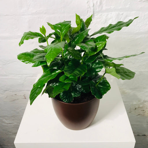 COFFEA ARABICA 12CM POT, 30CM HT