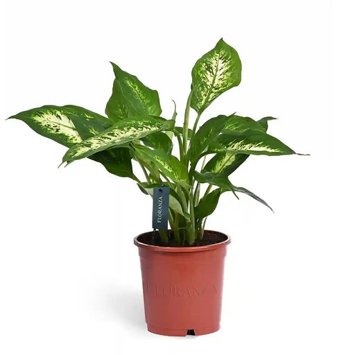 Dieffenbachia 'Compacta' 9CM POT,35CM HT
