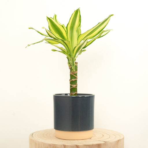 Dracaena frag. 'Yellow Coast' single stem 2+ head 11CM POT,40CM HT
