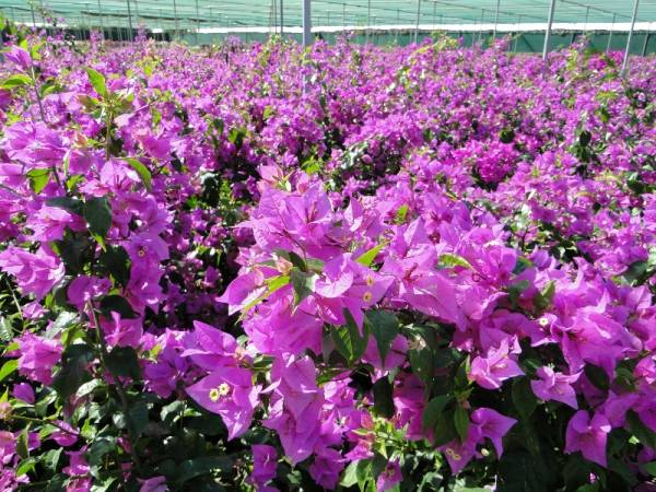 Bougainvillea 'Singapore Pink' 10L pot