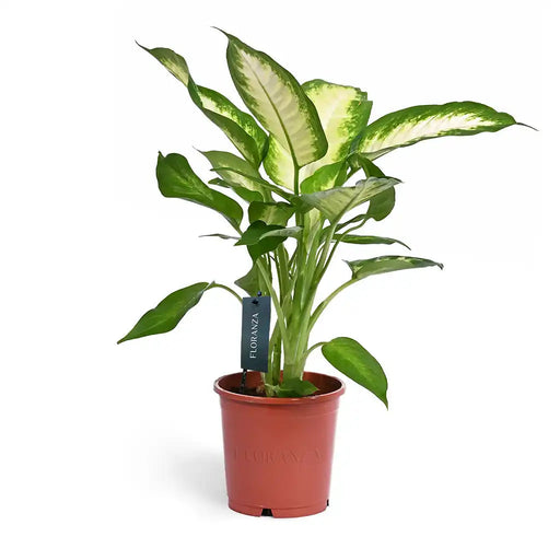 Dieffenbachia 'Camilla' 9CM POT,35CM HT