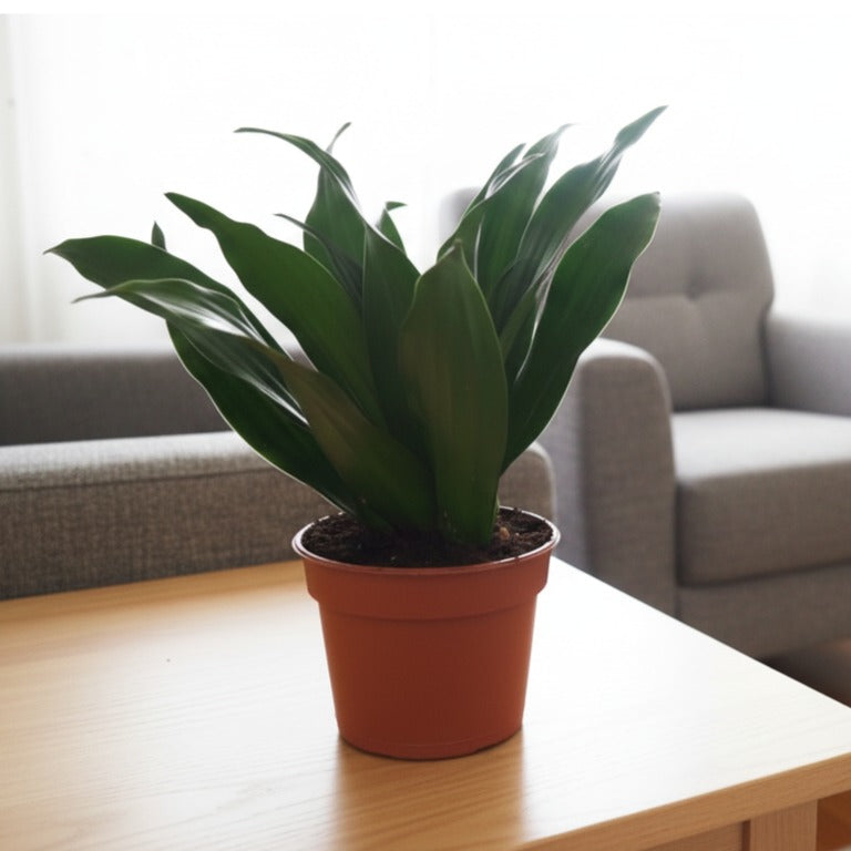 Dracaena Frag. 'Compacta' 9Cm Pot, 23Cm Ht