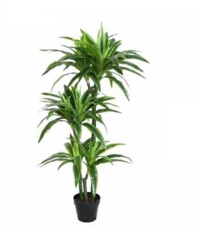 Potted green plant on a white background