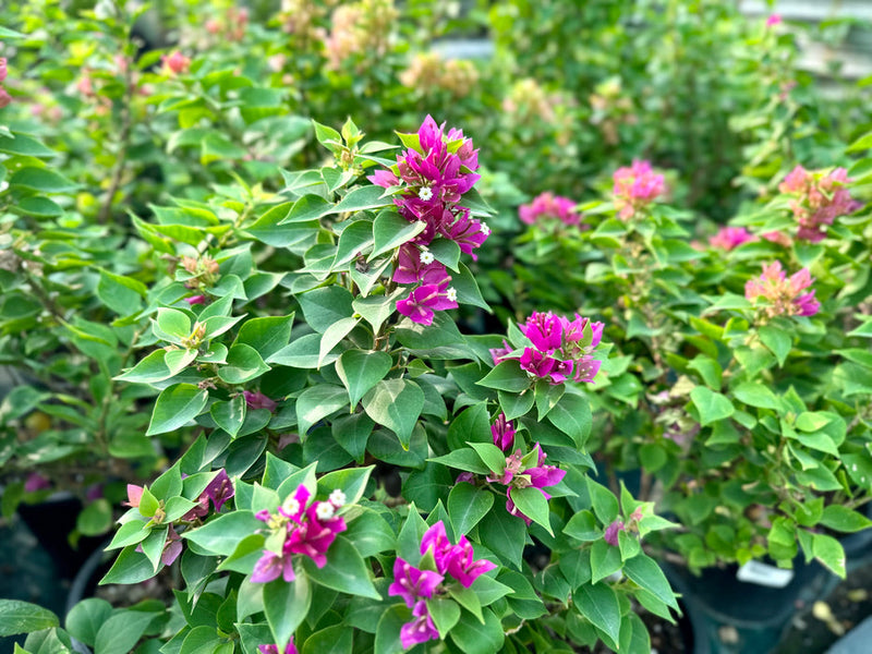 Bougainvillea 'Pink Pixie' 25 - 30cm Ht, 1PP in 10cm Pot