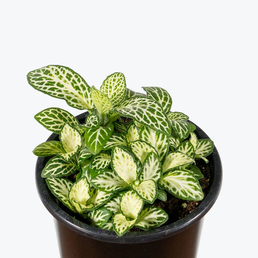 Fittonia 'Mosaic White Tiger