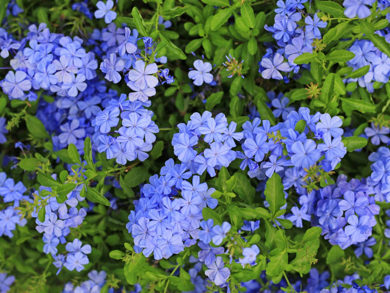 Plumbago 'capensis' (40-60cm Height, 4PP & Bushy)