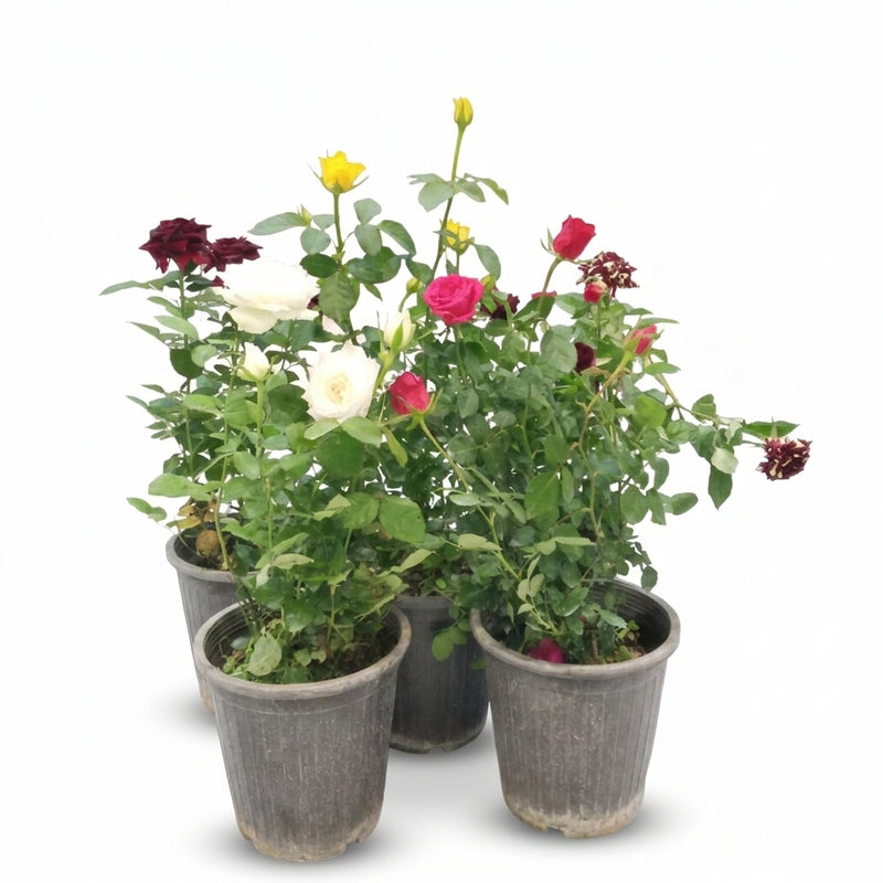 Rose Plant Mixed Color -Single Piece