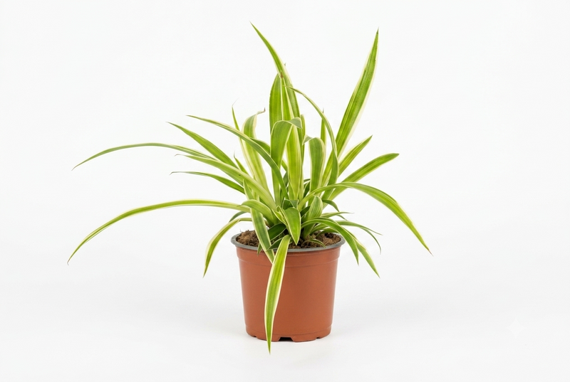 Chlorophytum Variegatum 12Cm Pot, 30Cm Ht