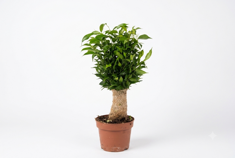 Ficus benja. 'Natasja' jute stem 35 cm ht