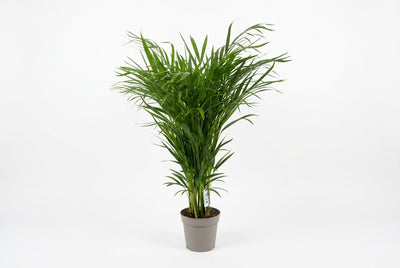 Dypsis Lutescens - 110Cm Height - 20Cm Pot