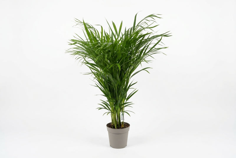 Dypsis Lutescens - 110Cm Height - 20Cm Pot