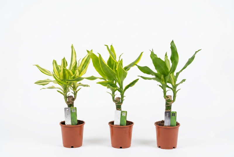 Dracaena frag. mix 3 single stem 40cm(Single pcs )