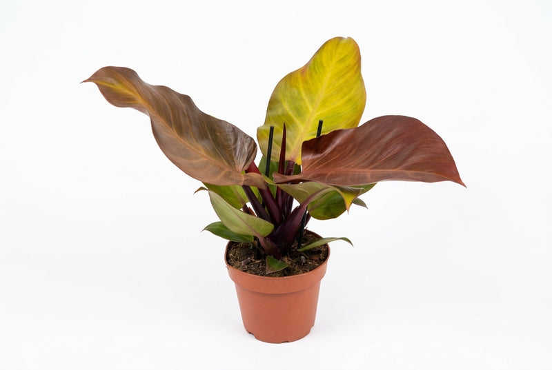 Philodendron 'Sunlight' 30Cm Ht