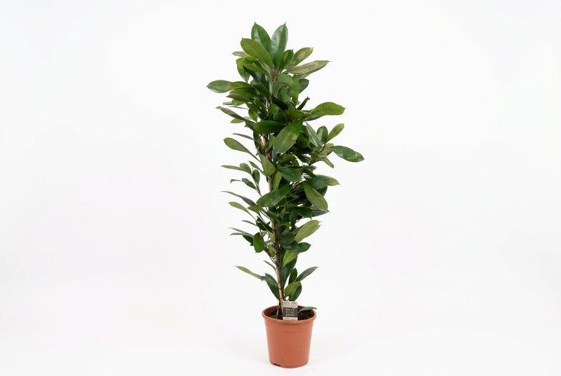 Ficus Cyathistipula Pyramid - 140Cm Height