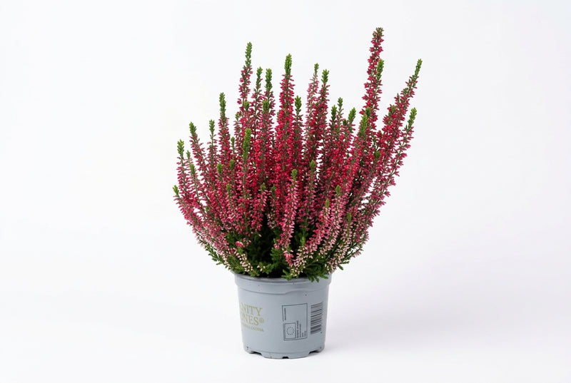 Calluncalluna Vulg. 'Beauty L Steffi' Red 25Cm 12Cm Pot