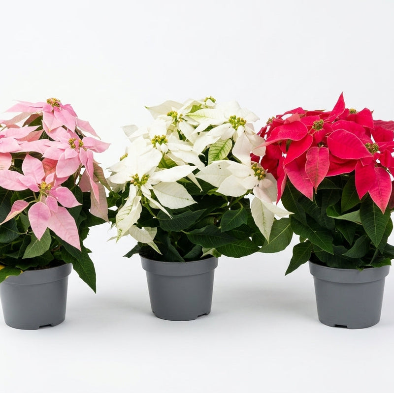 Poinsettia 12Cm Pot 31Cm Ht-Single Pcs