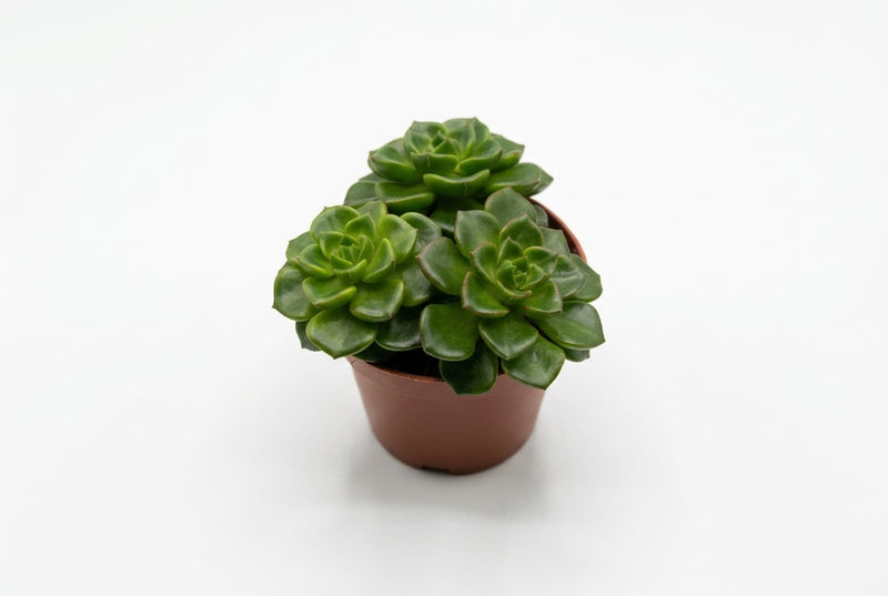 Echeveria 'Multicaulus' 10Cm