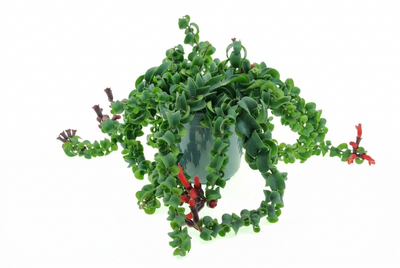 Aeschynanthus 'Bluster' Bluster With Flowers 35cm Height