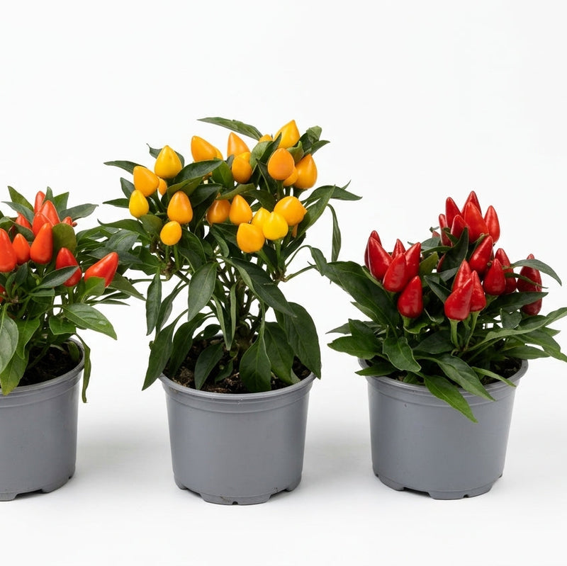 Capsicum Mix 25Cm Ht-Single Pcs