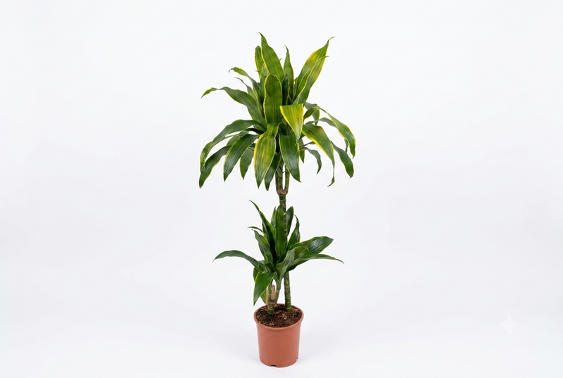 Dracaena fr de 'LemonLime' , 85cm ht