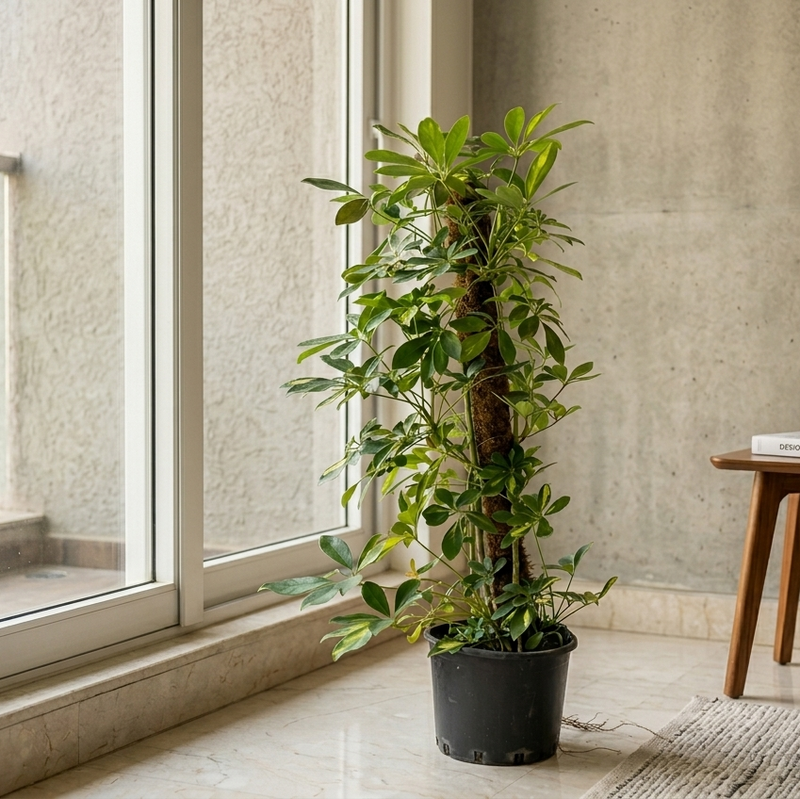 Schefflera with moss stick - 70cm height