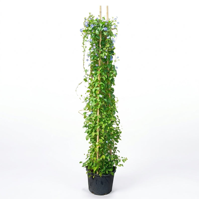 Jacquemontia - 23L Pot, 180-200cm Height,