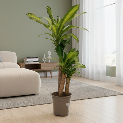 Dracaena frag. 'Massangeana' 100cm height