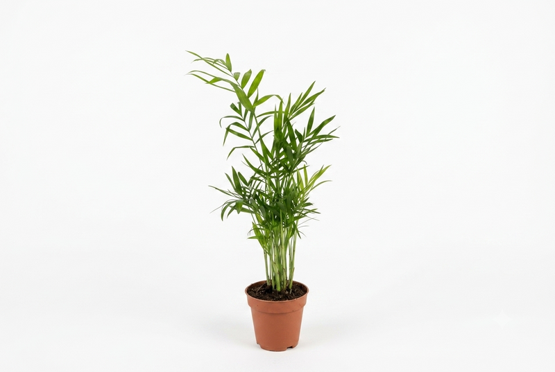 Chamaedorea Elegans 9cm pot (41cm ht)