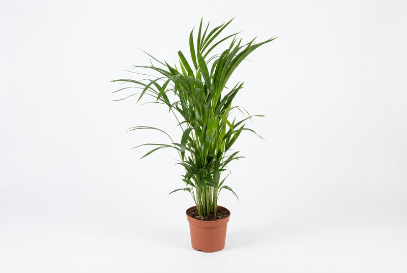 Dypsis Lutescens ... 85Cm Ht