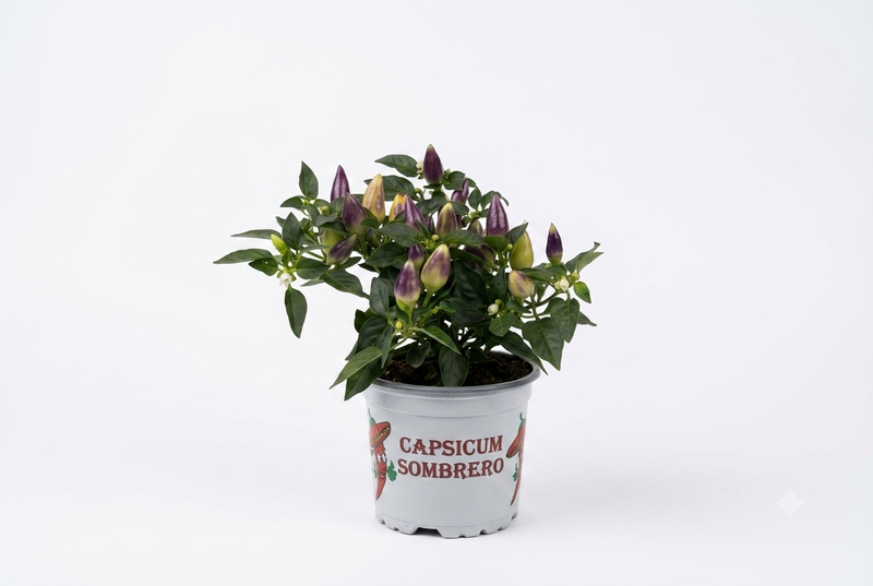Capsicum annuum 'Acapulco Multicol' Sombrero 25cm