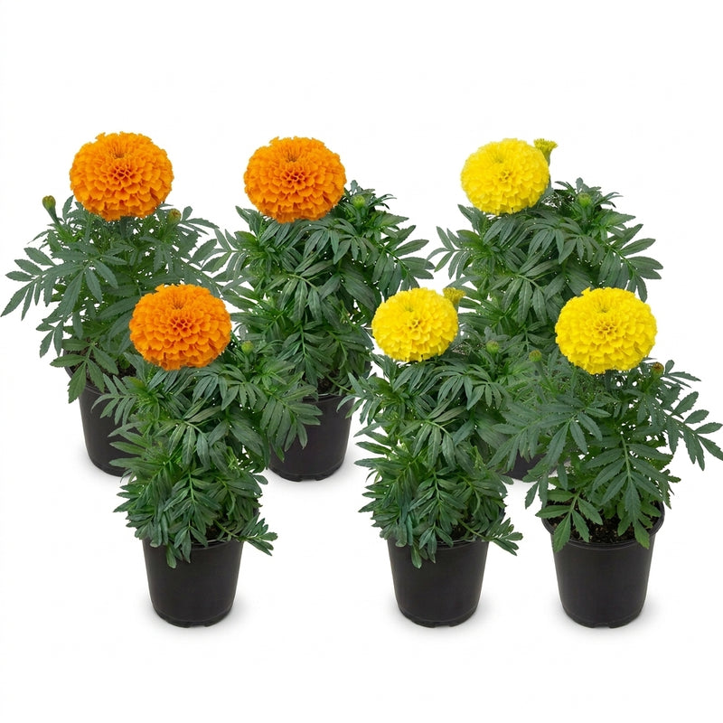 Marigold Seasonal Flowers African Mix(100pcs)