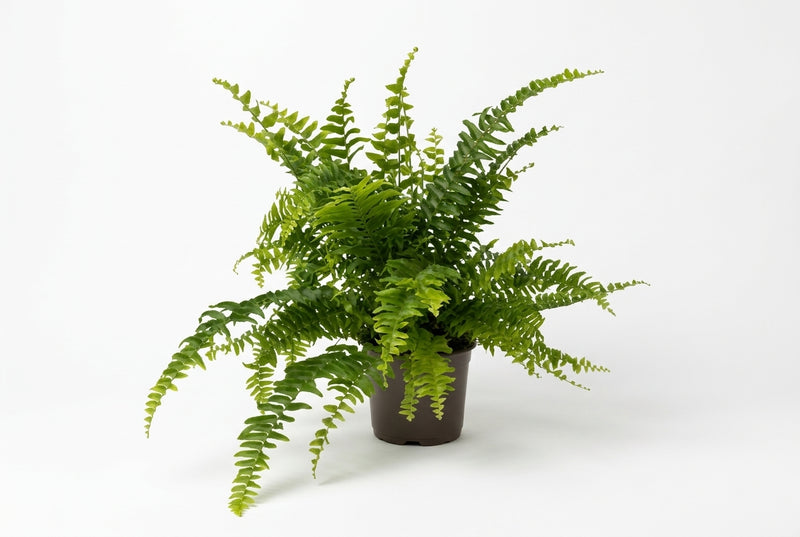Nephrolepis Exal. 'Green Lady'12Cm Pot 30Cm Ht