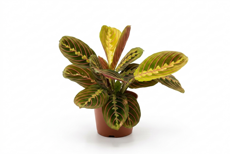 Maranta Leuc. 'Fascinator' 12Cm Pot,30Cm Ht
