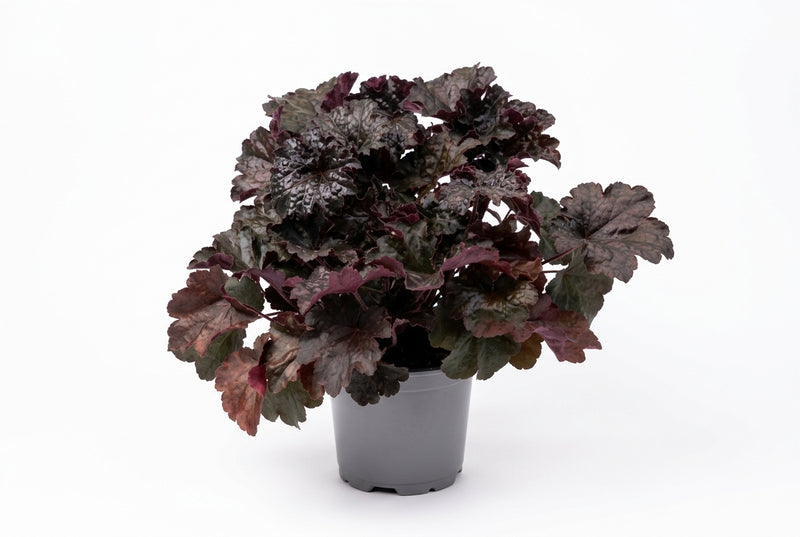 Heuchera Micrantha 'Palace 12Cm Ht